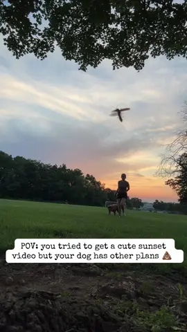 The lightning bug was a paid actor 😂😂😂 I just wanted a cute sunset video #dog #LIVEIncentiveProgram #GoLIVEGrowFast #PaidPartnership #fail 