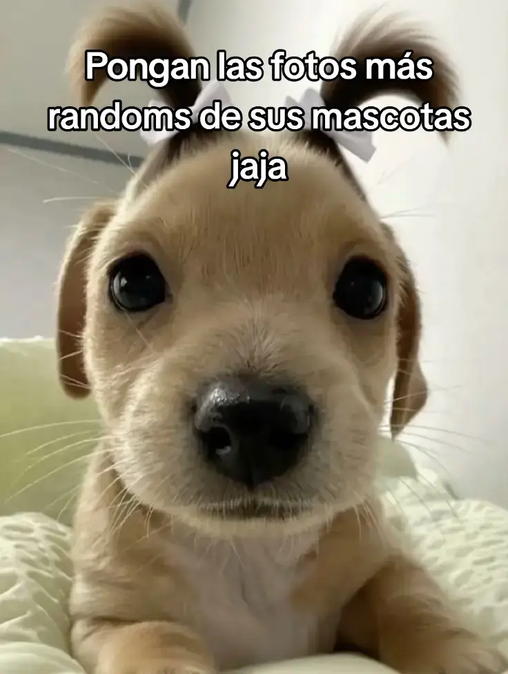 Para ver que hermosos que son ajja#perrostiktokers #mascotastiktok #viraltiktok #fyp 