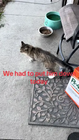 He was an amazing cat ❤️