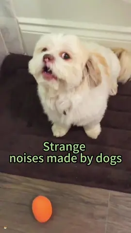 Strange noises made by dogs #tiktok #foryou #doglover #dogsoftiktok #funnydog #fyp #dog #dogs #fyppppppppppppppppppppppp 