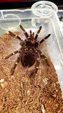 Watch my huge tarantula shed her skin #venomman20 #tarantula #spider #rescuer #tarantulamolting 