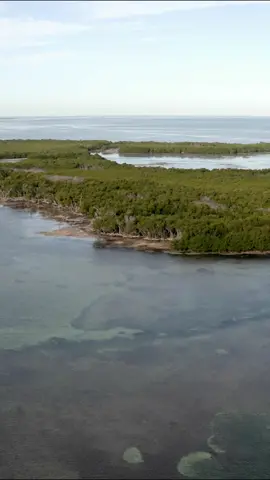 Rush and Capt. Jared Cyr head out into the shallow waters of the Florida Keys! 🎥: Local Knowledge S9:E7 “Sight Fishing Barracudas & Bonefish” is Available on YouTube, Waypoint TV & Streaming apps #barracudas #bonefish #flatsfishing #oceansedgeresortandmarina