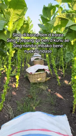 Di antem combo maut rego ajur + udan ra kiro2 Piye,Sek aman pora ndase? #petanitembakau #petaniindonesia🇮🇩🇮🇩🇮🇩🌿🌿 #fyp  #savepetanitembakaujember 