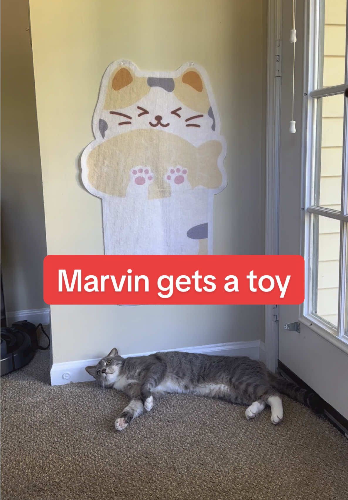 This is Marvin, and I think he likes his new “toy” 😂  #cattok #catsoftiktok 