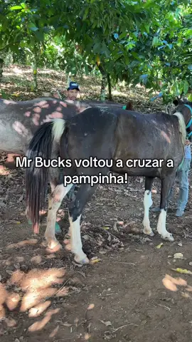 Mr Bucks voltou a cruzar a pampinha ! ##animal##cavalo##egua##garanhão##vaquejada