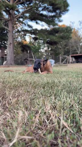 My pretty little Malinois. #fyp #PetsOfTikTok #malinoislovers #fypシ゚viral🖤tiktok 
