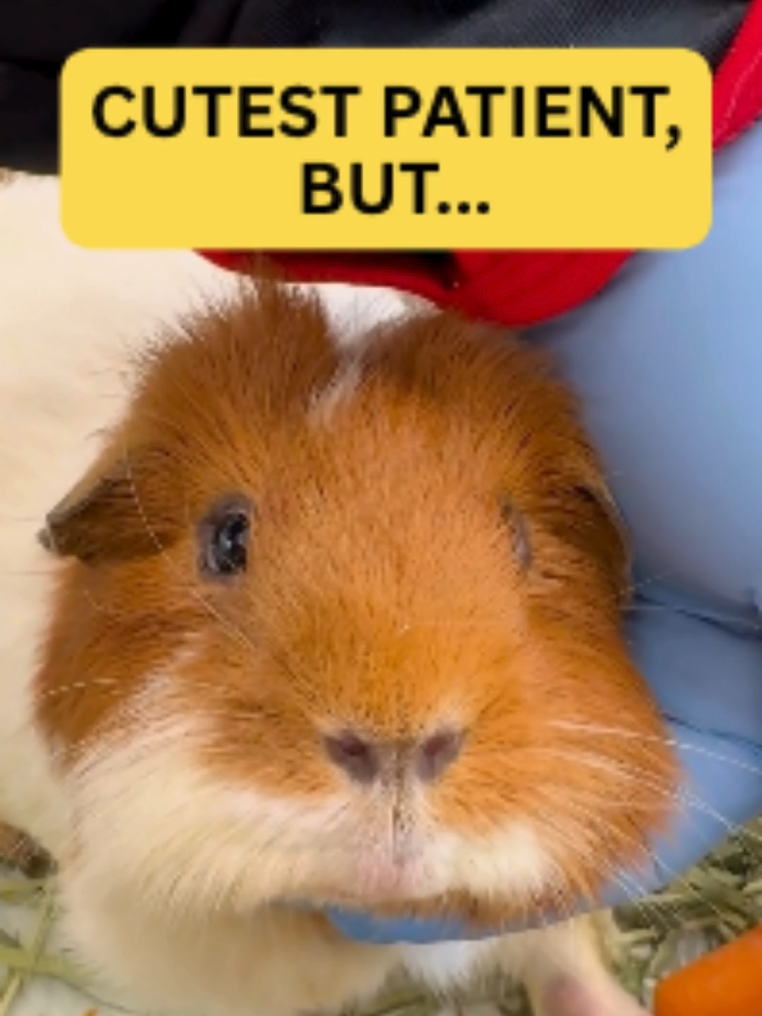 This is one cute guinea pig, with a not so cute problem! 👉 A surprise booty mass that had to come out—fast! Don’t let the cute fool you—little pets can hide big problems! Ever been totally fooled by a pet who at first look seemed fine but definitely wasn’t? Drop a comment if you’ve been there! #GuineaPigCare #pocketpets  #ExoticVet #HiddenHealthIssues #VetAndPet #CavyCare #VeterinaryMedicine  #GuineaPigHealth  #StuffedAnimalVibes #GuineaPigLove #fyp #cavy