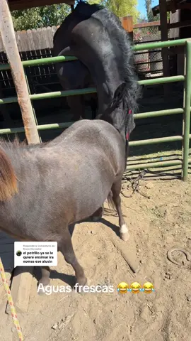 Respuesta a @Bryan Hernadez cómo saber cuando una Llegua quiere Caballo  #horses #caballos #rancho #rancho #fyppppppppppppppppppppppp 