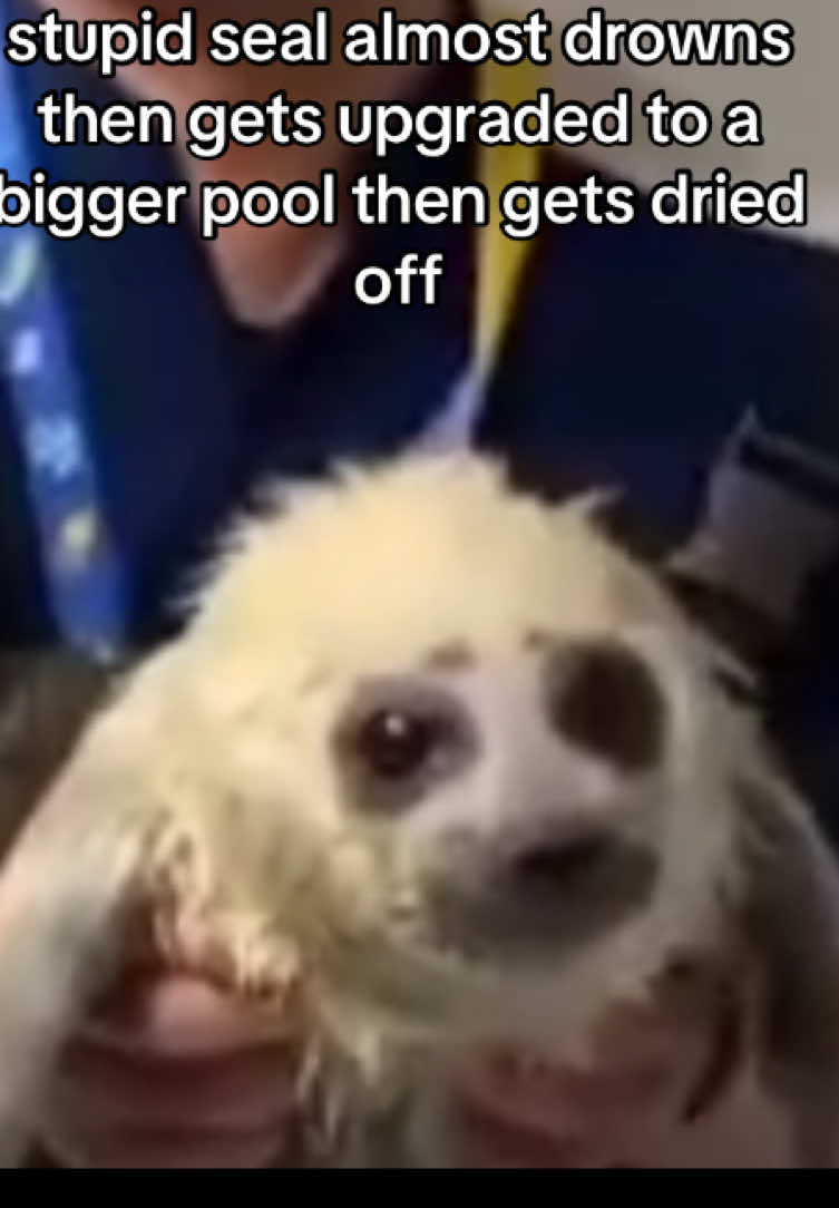 story of my life #fyp #seal #sealsoftiktok #babyseal #xyzbca 