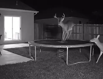Is anything beating a jet2holiday? #trampoline #deer #veo3 #foryou #ai 