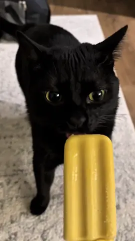 As cores dos gatos #catsoftiktok #gatosiames #gatolaranja 