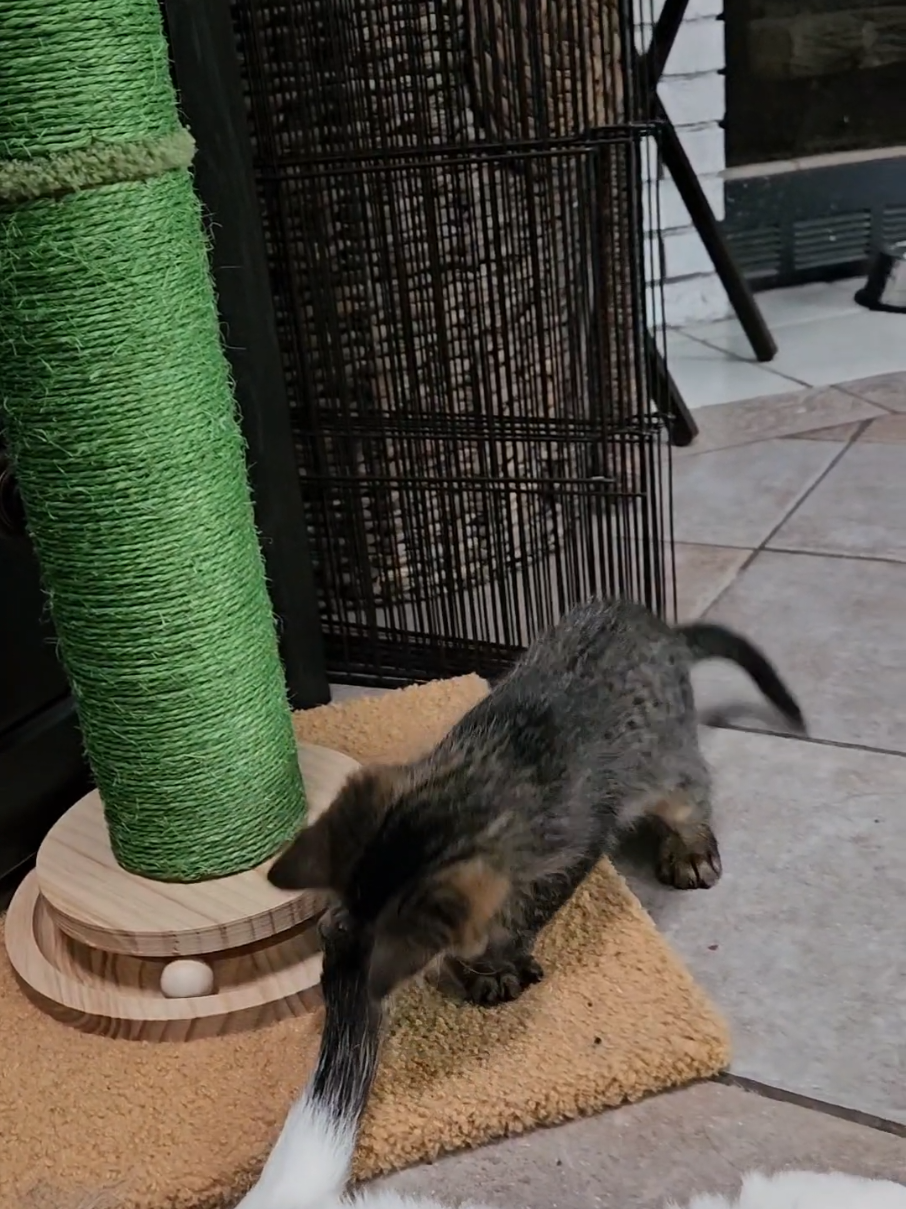 #cattok #catsoftiktok 