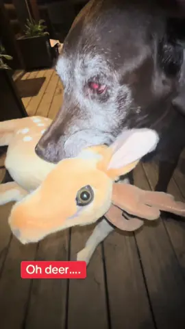Say it with me….🦌 #dogsofttiktok #dogtok #fyp #seniordogs #doggo 