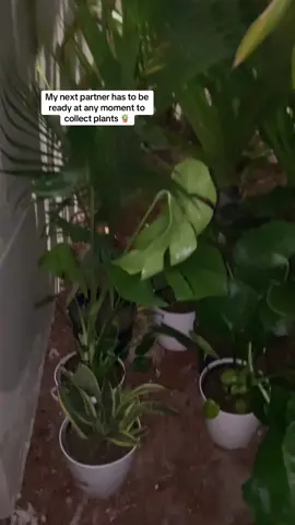 #plantsoftiktok #planttiktok ##houseplants #plantlover #plantloversoftiktok 