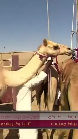 ( الجزيره ) هجن الشحانيه والابيات الجميله ل الشاعر محمد بن فطيس المري وتعليق المعلق المميز محمد بن بريك .. #الجزيره_هجن_الشحانية #محمد_بن_فطيس_المري #المعلق_محمد_بن_بريك #هجن