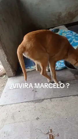 #dogsoftiktok #fyppppppppppppppppppppppp #marcelo #adoptanocompres 