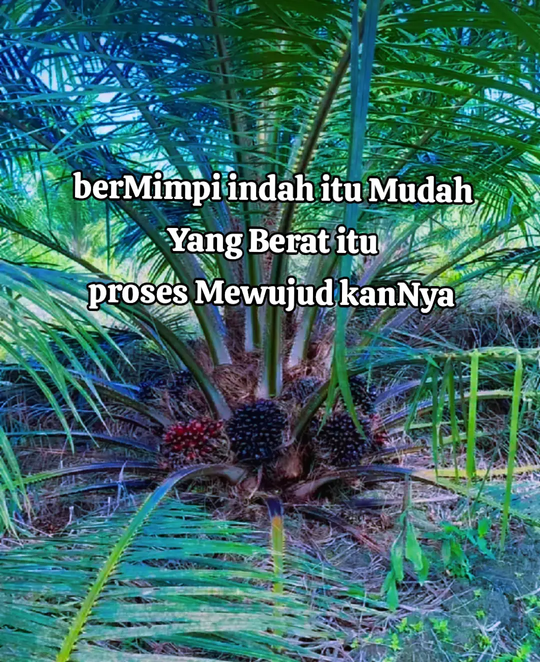 tidak ada proses yang mudah 🌴🧘‍♂️🌴 #motivasidiri  #sawitontiktok #sawitpribadi #petanimuda  #sawitkalimantan🌴🌴🇮🇩 