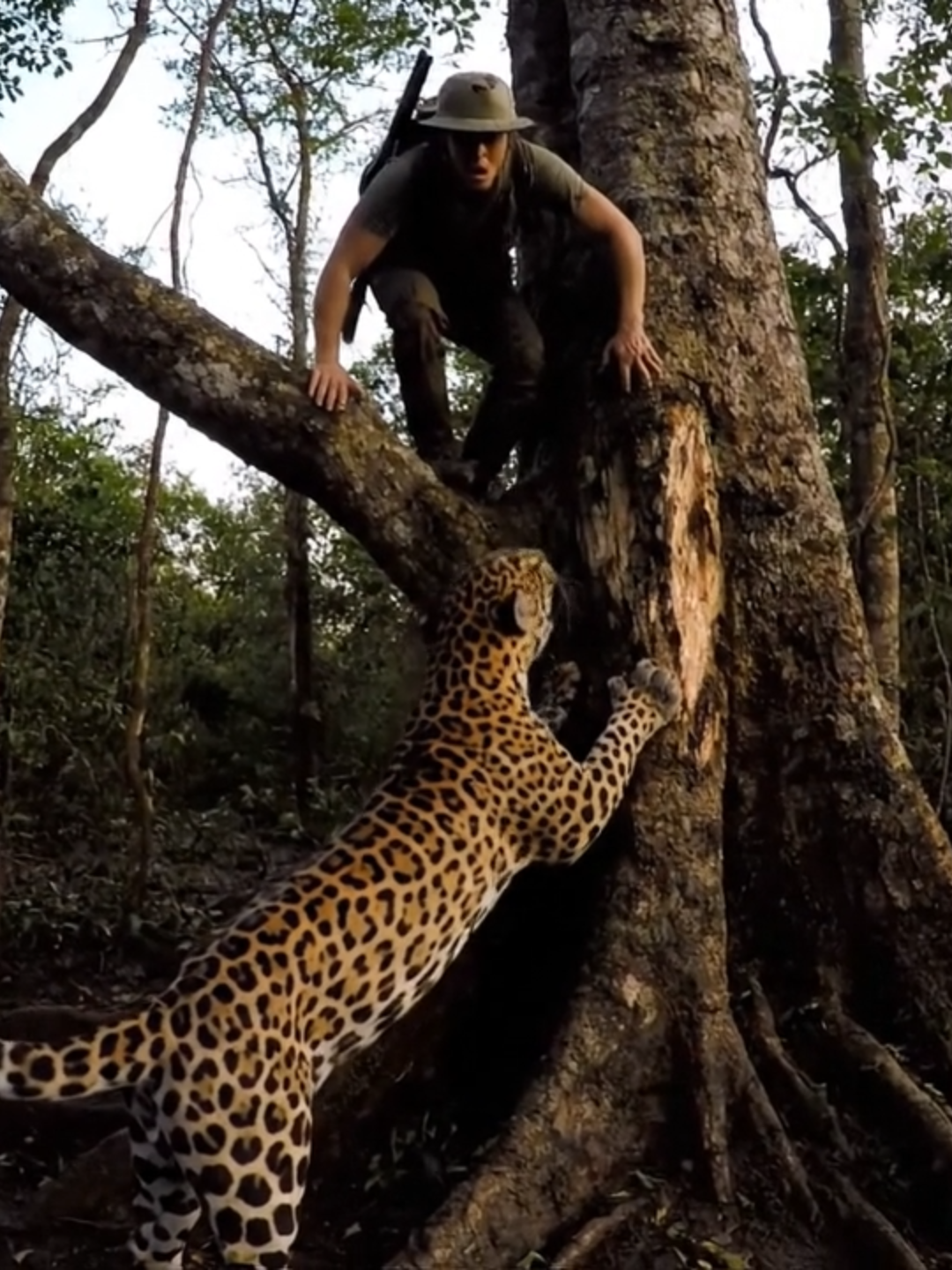 Onça ataca caçador no coração do Pantanal! O homem corre desesperado e só escapa por segundos ao subir numa árvore, enquanto a fera tenta alcançá-lo com garras afiadas. A selva não perdoa... 🌿⚡ #OnçaPintada #Pantanal #Ataque #Caçador #NaturezaSelvagem #Predador #Wildlife #FYP #Viral #Brasil