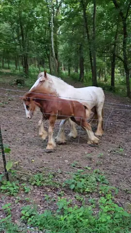 Spade is a little fireball! #gypsyvanner #badtothebone 