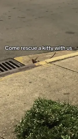 Don’t worry guys, my friend is keeping her not me… Arya would be very upset if I brought another cat home this week LOL  #cat #catsoftiktok #kitten #sansa 