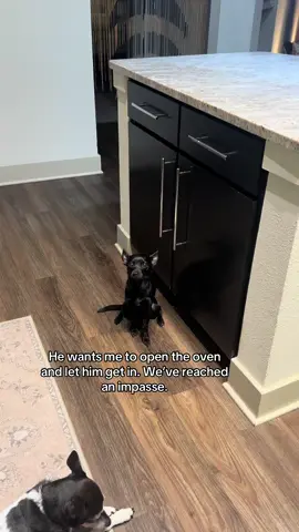 This happens most times the oven is on #chihuahuastiktok #chihuahuapuppy #chihuahualove 