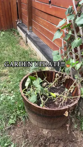 I def need to plant earlier next year because I’ve been waiting FORVERRRR for harvest. Hopefully we can get some tomatoes and more cucs next month 🥹 #gardentok #harvest 