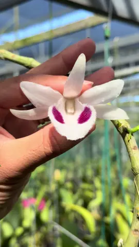 5ct Khổng Tước #vohongan #orchid #xuhuongtiktokkk #hoalan #phonglan 