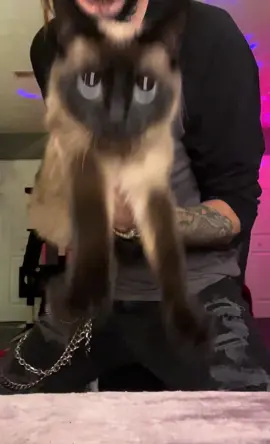 #siamese #ca #kitty #funnycats 