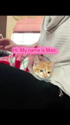 The epic saga of Mio and Mao. #miomao #miomaolalalalala 