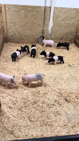 These Gut Feeling babies are all vibes 😍🐷 #BarnLife #PigletWatch #ShowPigDreams #ShowPigLife #FutureChampions #LivestockTikTok #FarmLife #PigletLove #CountyFairReady #ShowRingStars 