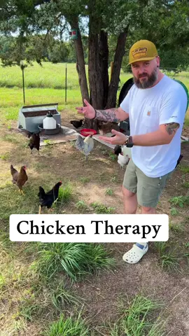 Chicken Therapy Time • Sometimes this is all you need.  • Coop by @Nestera  • #chickensoftiktok #chickens #homesteadinglife #homesteading #chickencoop 