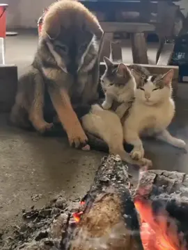 không ưa nhau mà ấm....