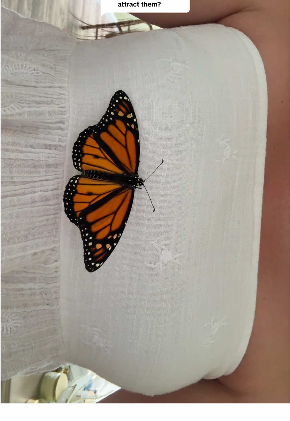Replying to @Sal E Mander🐉 yes! planting milkweed is how we #savethemonarchs 