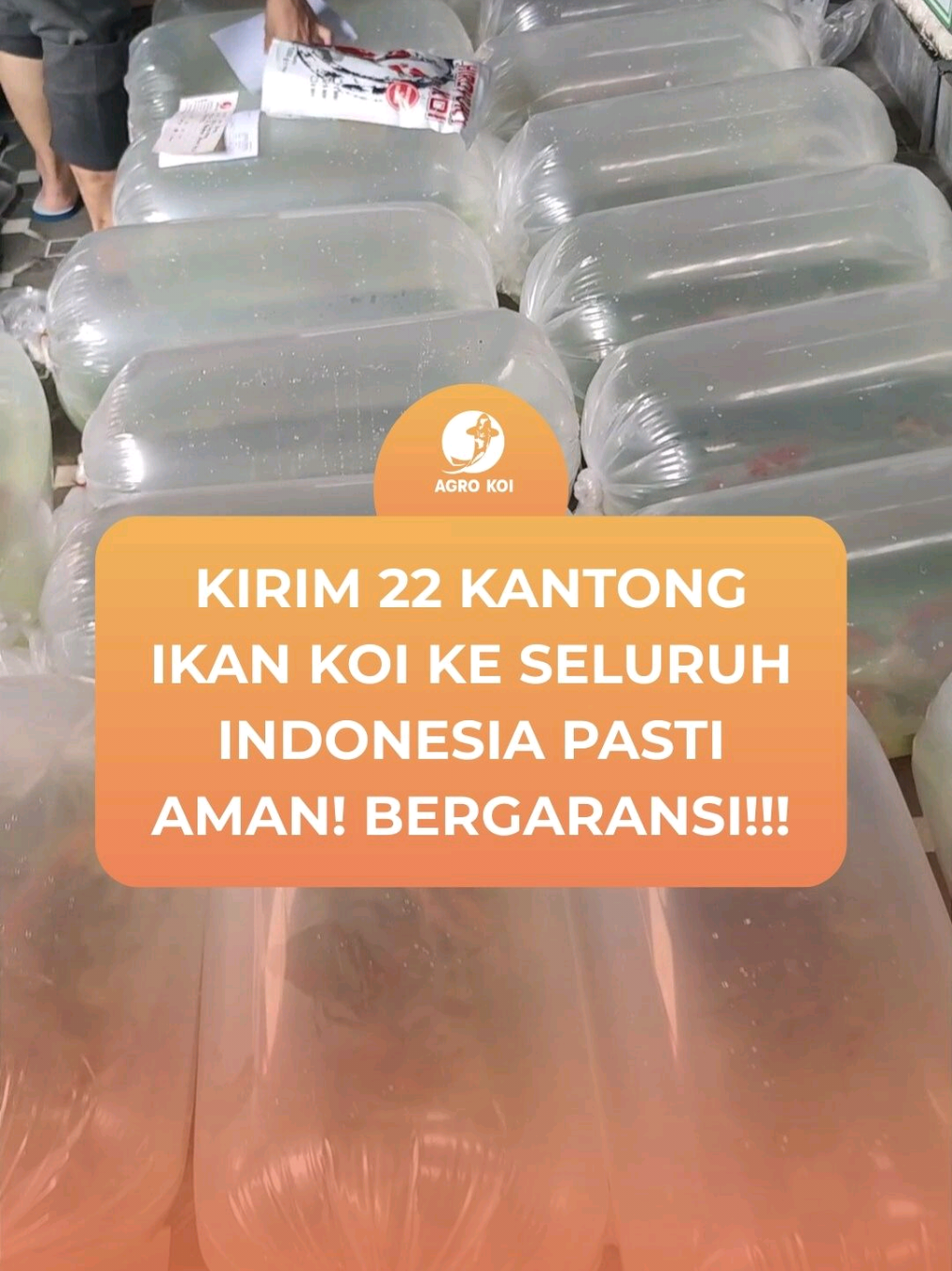 Kenapa harus Agro Koi?  • Credible, friendly, and premium services  • One and only farm with free after care services  • Only sells the  healthy and happy Koi Fish  • Provide what you want • We raise koi with love #agrokoifarm #ikankoi #ikankoijepang #ikankoiindonesia  #ikankoijakarta #ikankoibandung #bestkoifish #kohaku #belikoionline #farmkoiterpercaya #inspiration #pet #fish #fyp 