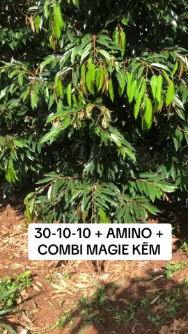 KÉO CƠI 30-10-10 + AMINO + COMBI MAGIE KẼM