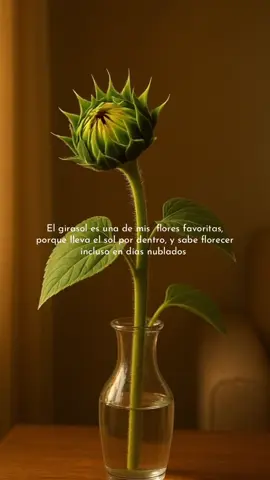 Los girasoles también pasan por tormentas, pero nunca dejan de girar hacia al sol 🌻💛 . . . #girasol #floresfavoritas #florfavorita #inspiracion #fyp 
