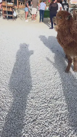 Humana grabame aquí 🦙 @Repúbica 