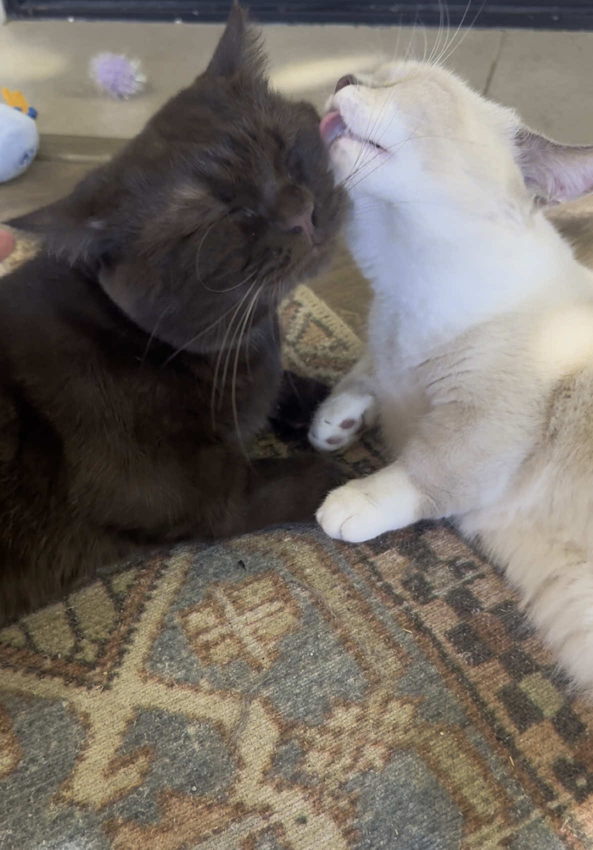 💕 #catsoftiktok #munchkincat #kitty #tinycat #chocolatecat 
