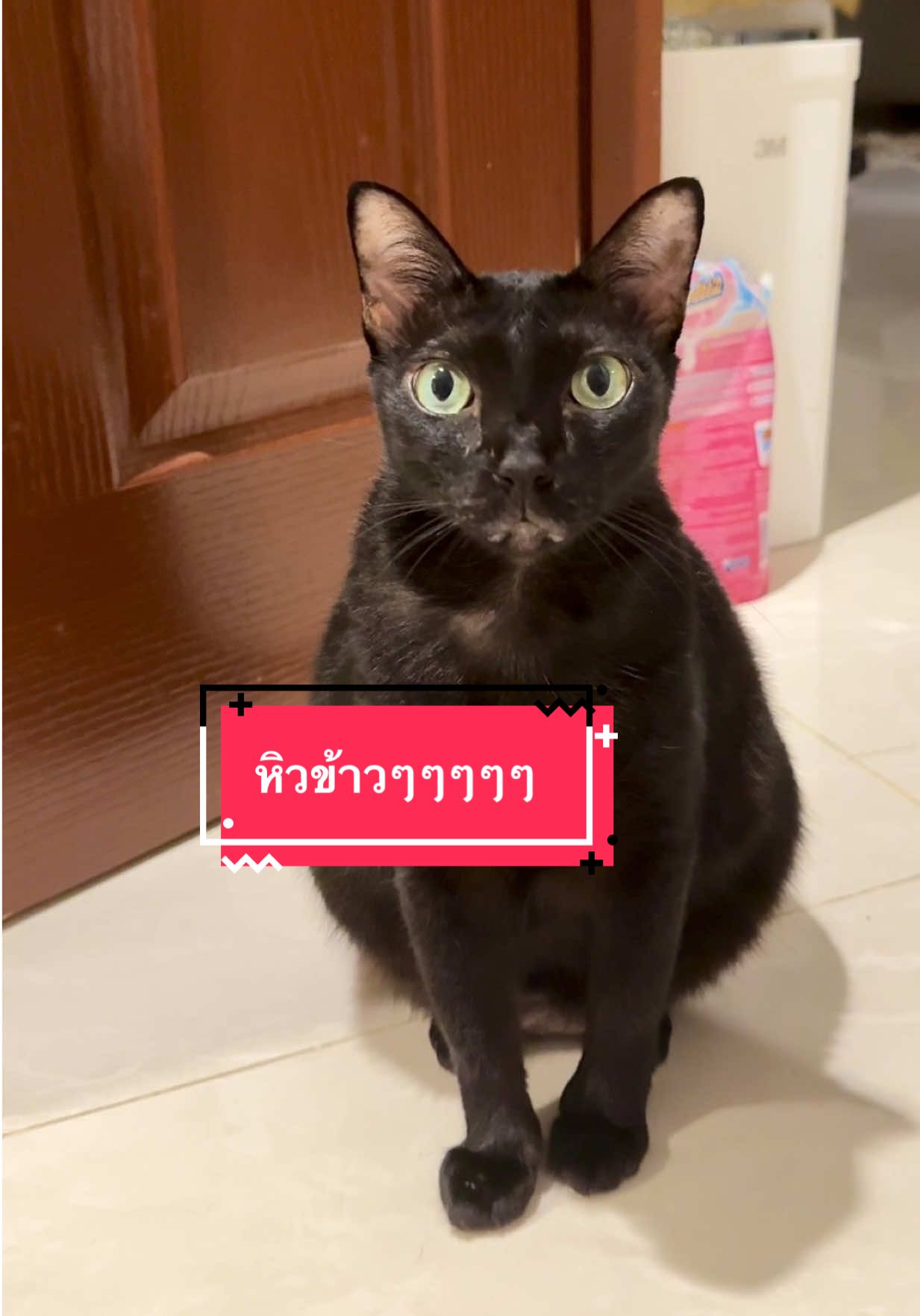 ปลาทูลืมว่าพึ่งกินข้าวค่ะ หนูแก่แล้ว #เทรนด์วันนี้ #แมว #ทาสแมว #ความสุข #cat  @Kulkallaya  @Kulkallaya  @Kulkallaya 