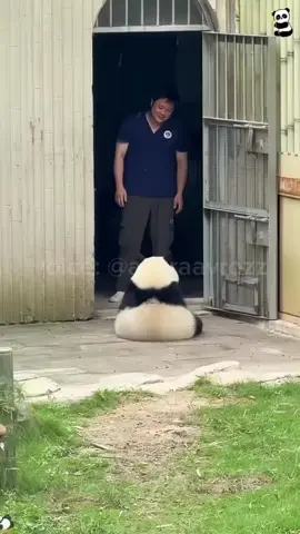 dubbing panda random part 2 hehe  ✨ Follow now and enjoy animal voices like never before! If you enjoyed this content and want to support my work, any donation is greatly appreciated! 🩵Your support helps me keep creating more of what you love. link support on my bio Voice: Me(@azuraavrozz) Credit: Unknown (please DM for credit/removal) #FYP#VoiceActing#Fandubber#Fandub #FunnyAnimals#CuteAnimals#AnimalFandub#AsianCreator#azuraafandubbing #azuraavoice#dubbing#animaldubbing