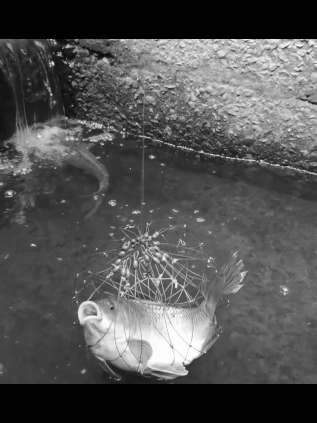 #fish #animals #meme #viral #ai 