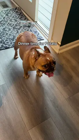 Potato gets dinner 🍝 #dogsoftiktok #doglife #frenchie #frenchbulldog #potato 