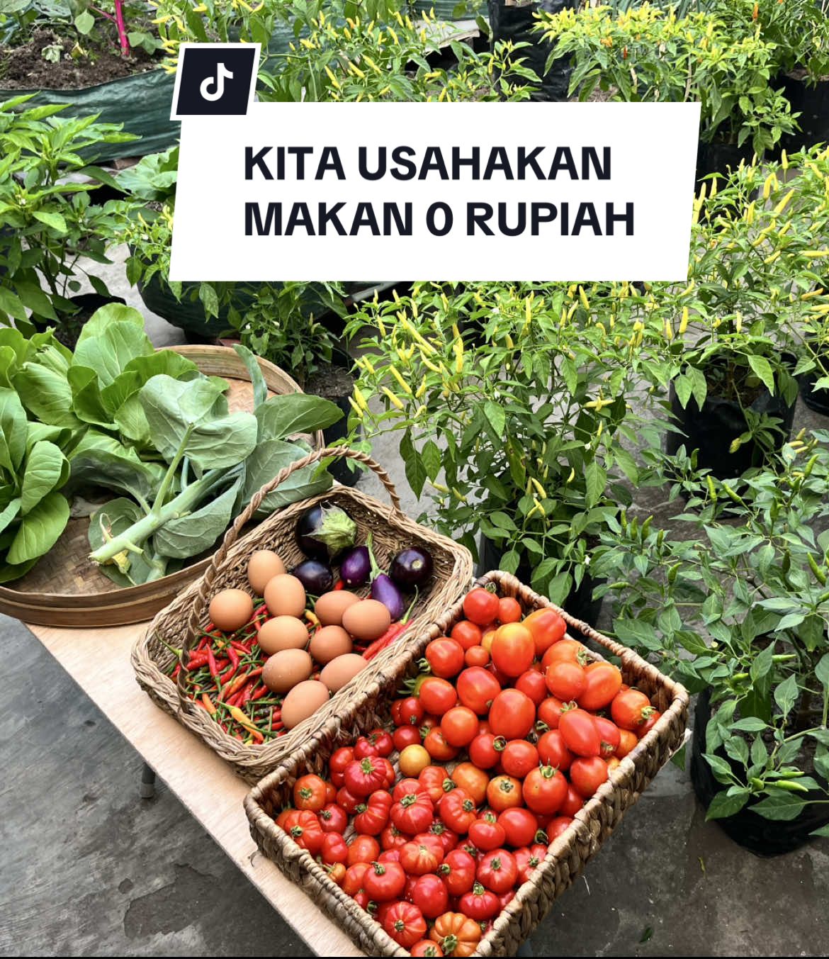 bisa dengan memaksimalkan sistem dan teknologi #gardening #kebunataprumah #kebunhanz #mandiripangan