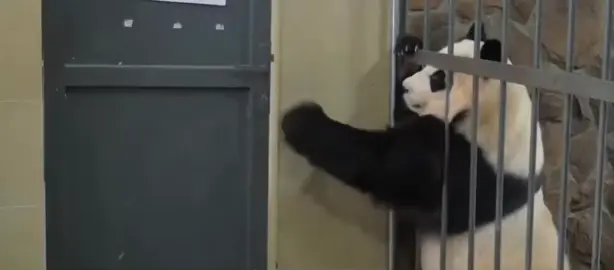 Hú hồn, xém nữa bị phát hiện rồi #xuhuong #panda #xuhuongtiktok 