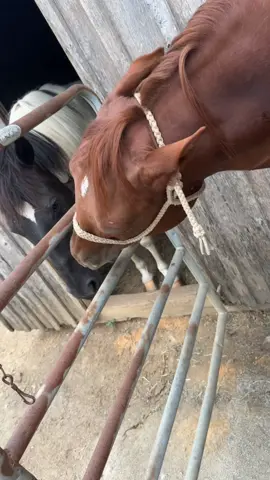 The most fiesty and sweet, little red mare around!🤣