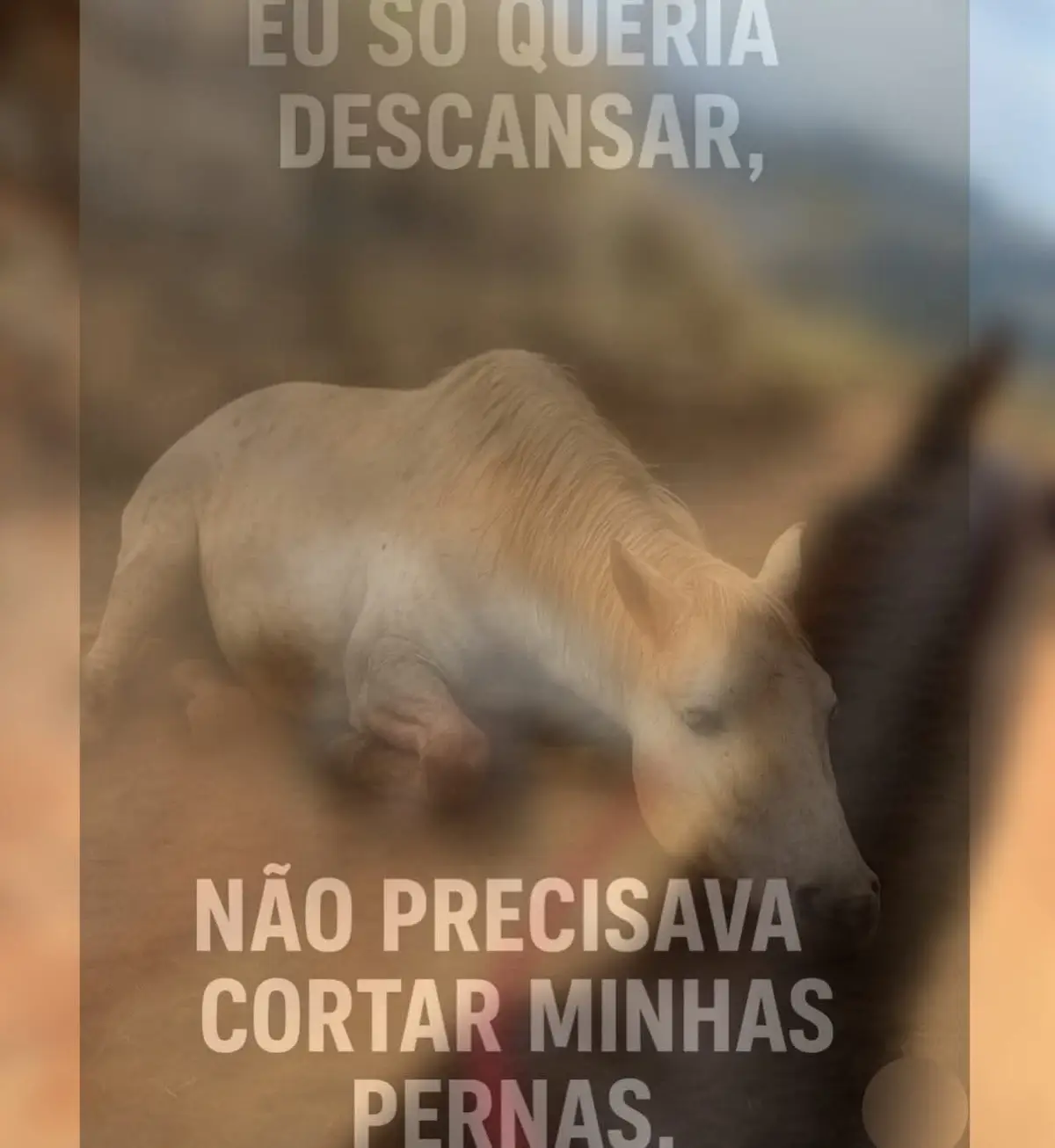 “NÃO PRECISAVA CORTAR MINHAS PERNAS, EU SÓ QUERIA DESCANSAR” . Um caso que chocou o Brasil: um cavalo teve as quatro patas cortadas pelo próprio dono, em Bananal (SP). As imagens, gravadas por testemunhas, mostram a crueldade sofrida pelo animal, que não resistiu aos ferimentos. . A ocorrência gerou forte comoção nas redes sociais e está sendo investigada pelas autoridades.