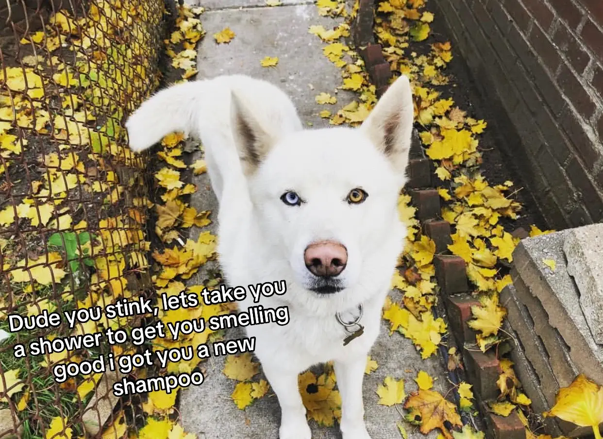 I didnt know, i feel so much grief not knowing Harts would give my dog a rash and lead me to losing him. #hartzshampookills 