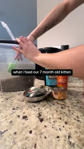 our girl a little spoiled if i do say so myself #kittiesoftiktok #weruva #catfoodrecommendation #whatifeedmycat #fyppp 