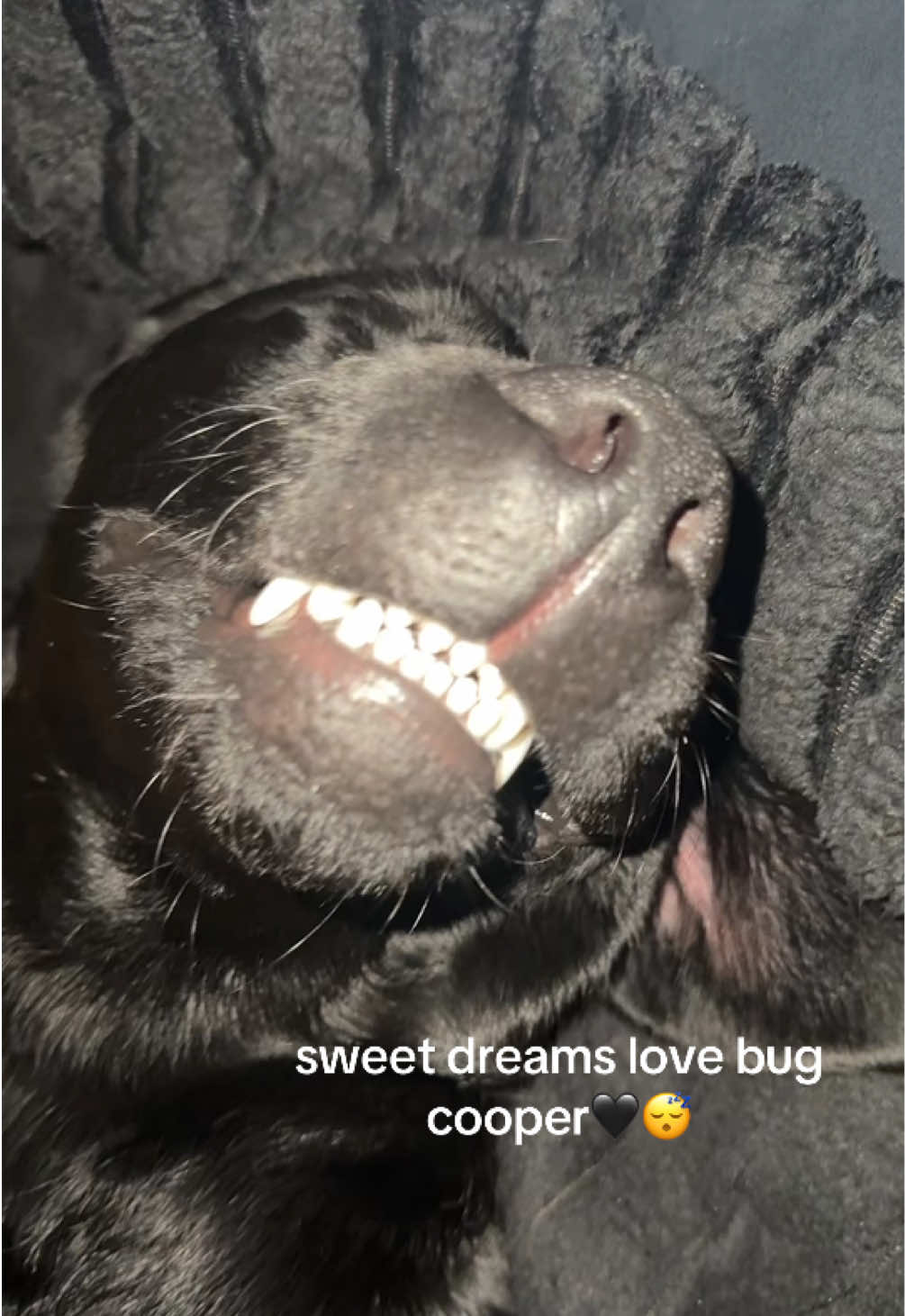 I love him❤️#perfect #dog #fypシ゚viral #foryou #creatorsearchinsights 