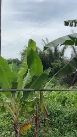 #xyzbca #suasanapedesaan #fyppppppppppppppppppppppp 